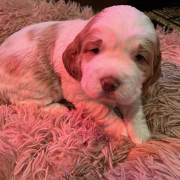 English Springer Spaniel Puppies from English Springer Spaniels at Lands Lodge