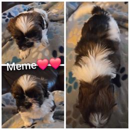 Meme - Brindle female Shih Tzu puppy in Tucson, Arizona from Jocelyn DeMarco's Shih Tzus
