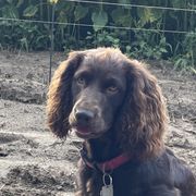Boykin Spaniels from Hollow Creek Boykins