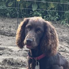 Boykin Spaniels from Hollow Creek Boykins