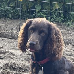 Boykin Spaniels from Hollow Creek Boykins