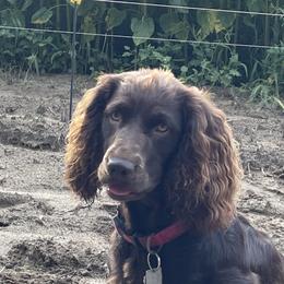 Boykin Spaniels from Hollow Creek Boykins