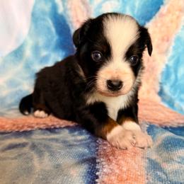 Slinky - Black tri male Miniature Australian Shepherd puppy in Buchanan, Georgia from Stanleyville Farm Mini Aussies