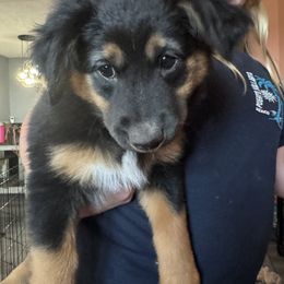 Miniature Australian Shepherd puppies from Whiskey Land Aussie's
