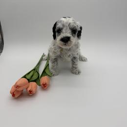 Encore - Black and chalk female Australian Labradoodle puppy in Denton, Texas from Dignity Labradoodles