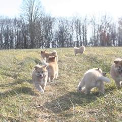 Icelandic Sheepdog Puppies from Valhalla Icelandic Sheepdogs