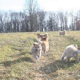 Icelandic Sheepdog Puppies from Valhalla Icelandic Sheepdogs