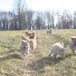 Icelandic Sheepdog Puppies from Valhalla Icelandic Sheepdogs