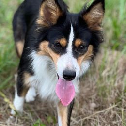 Sol - Border Collie