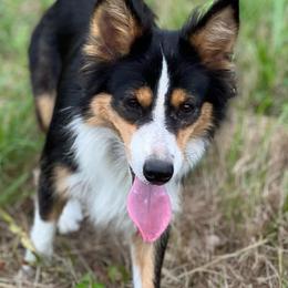 Sol - Border Collie