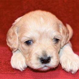 Cavapoo and Cockapoo Puppies from Clearview Canines