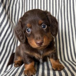 MM MALE 2 - Chocolate and tan male Dachshund puppy in Elkhart, Indiana from Hart City Dachshunds