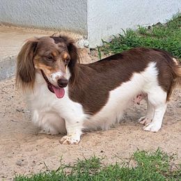 Sage - Dachshund
