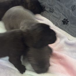 Cane Corso Puppies from Lonestar Corso Kennels