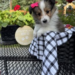 Shetland Sheepdog and Toy Shetland Sheepdog Puppies from M7’s Shelties, Toonies & AussieDoodles