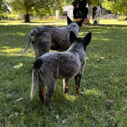 Australian Cattle Dog puppies from Route 99 Heelers