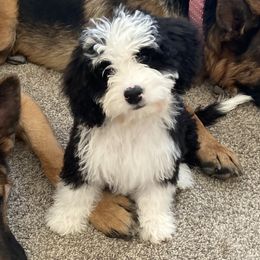 Bernedoodle, Cavalier King Charles Spaniel, Cavapoo, and Poodle Puppies from Dinky Doo Doodles