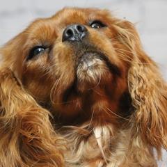 Cavachons, Cavalier King Charles Spaniels, Cavapoos, and Goldendoodles from Manoka's Honeybee