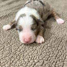 Miniature Australian Shepherd Puppies from Mid-Plains Mini Aussies