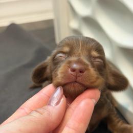 Boy 4 - Chocolate and tan male Dachshund puppy in Horizon City, Texas from Willipaws