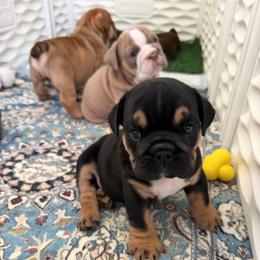 Remy - Black tri-color male Bulldog puppy in Hobe Sound, Florida from Amanda’s Bullies