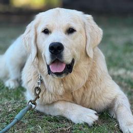 Indy - Golden Retriever