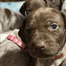 German Shorthaired Pointers from Carr's German Shorthair Pointer Pups