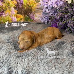Brindle Boy - Cream male Dachshund puppy in Rainier, Oregon from Doxies in Wonderland