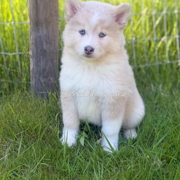 Sage - Merle male Pomsky puppy in Coos Bay, Oregon from Ocean View Pomskies