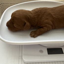 Goldendoodle Puppies from Miss Cindy’s Doodles