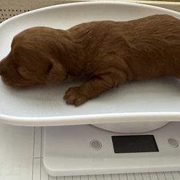 Goldendoodle Puppies from Miss Cindy’s Doodles