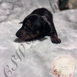 Holly - Dapple female Dachshund puppy in Lufkin, Texas from CSW Dachshunds