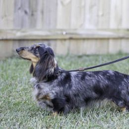 Bristol - Dachshund