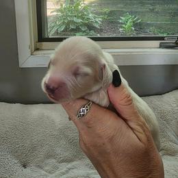 Boy 1 - male Dachshund puppy in Madison, Wisconsin from CC's Dachshunds
