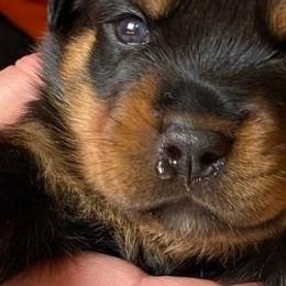 Rottweilers from Hahn Rottweiler