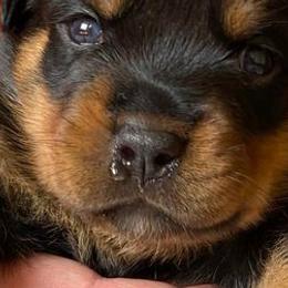 Rottweilers from Hahn Rottweiler