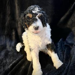 Emilio - Phantom male Goldendoodle puppy in Raleigh, North Carolina from Tar Heel Doods
