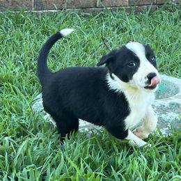 Girl 3 - Border Collie puppy in Woodruff, South Carolina from Megan's Pups