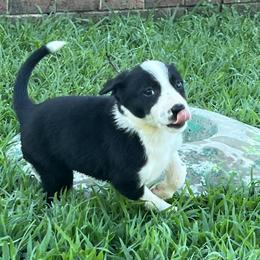 Girl 3 - Border Collie puppy in Woodruff, South Carolina from Megan's Pups