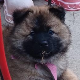 Clair, Pink Collar - Red female Eurasier puppy in Lakewood, Ohio from Exquisite Eurasier