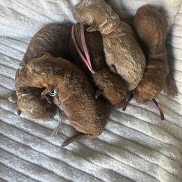 Orange collar AKC - Red  male Poodle puppy in Powder Springs, Georgia from West Cobb Dogs