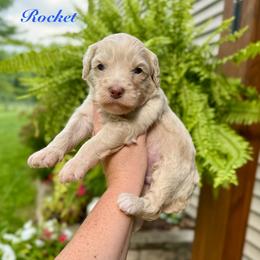 Rocket - Yellow and white male Bernedoodle puppy in Midland, Michigan from Northern Charm Farm