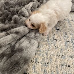 Shihpoo puppies from Havenwood Emotional Support Animals