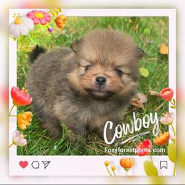 Cowboy - Orange sable male Pomeranian puppy in Eatonville, Washington from Foxy Forest Poms