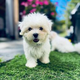 Blue collar - White male Maltese puppy in Massachusetts from Happy Tail Yorkies and Maltese