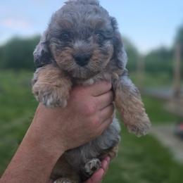 Aussiedoodle Puppies from Oakley Nash Pups