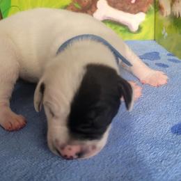 Pumpkin - White and black male Dalmatian puppy in Grant, Michigan from Savannah Woltanski