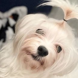 Maltese and Yorkshire Terriers from Paw Paradise 82
