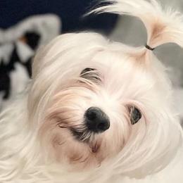 Maltese and Yorkshire Terriers from Paw Paradise 82