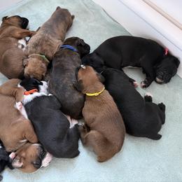 The Crew - Fawn male Boxer puppy in Rochester, Washington from Holly's Boxers of Rochester